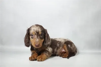 Male Dachshund puppy for sale at Petland -  Ft Walton.