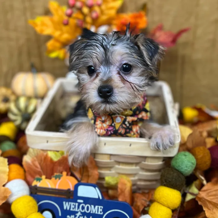 Female Morkie puppy for sale at Petland -  Ft Walton.