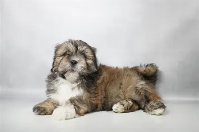 Female Lhasa Apso puppy for sale at Petland -  Ft Walton.