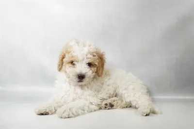Male Mini Goldendoodle F1B puppy for sale at Petland -  Ft Walton.