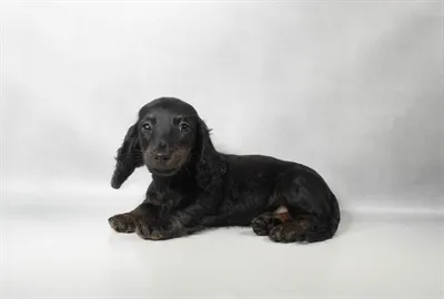 Female Dachshund puppy for sale at Petland -  Ft Walton.
