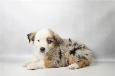 Female Miniature Australian Shepherd puppy for sale at Petland -  Ft Walton.