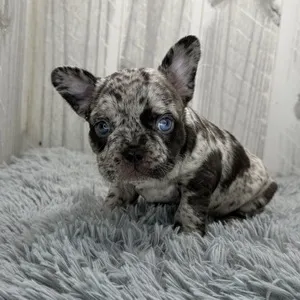 Female French Bulldog puppy for sale at Petland -  Ft Walton.