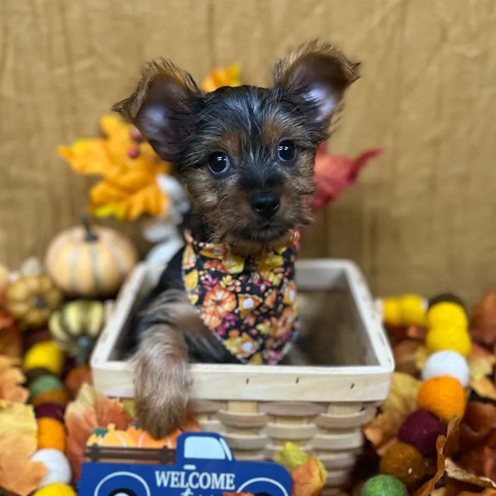 Male Yorkshire Terrier puppy for sale at Petland -  Ft Walton.