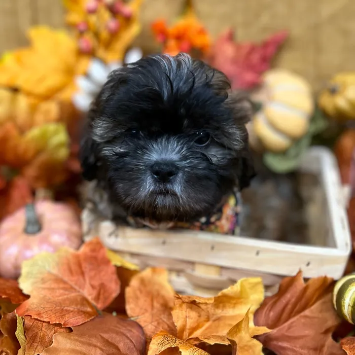 Male Shih Tzu puppy for sale at Petland -  Ft Walton.