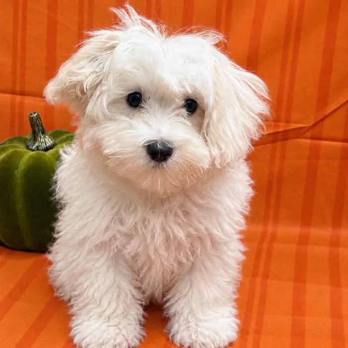 Male Maltese puppy for sale at Petland -  Ft Walton.