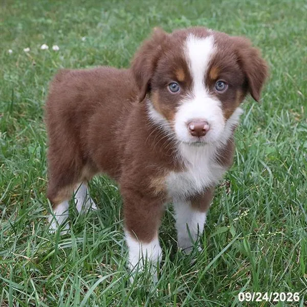 Male Australian Shepherd puppy for sale at Petland -  Ft Walton.