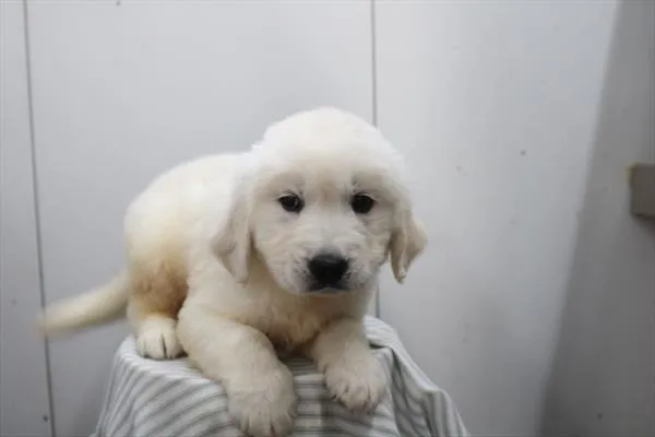 Female Golden Retriever puppy for sale at Petland -  Ft Walton.