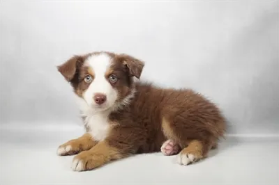 Male Miniature American Shepherd puppy for sale at Petland -  Ft Walton.