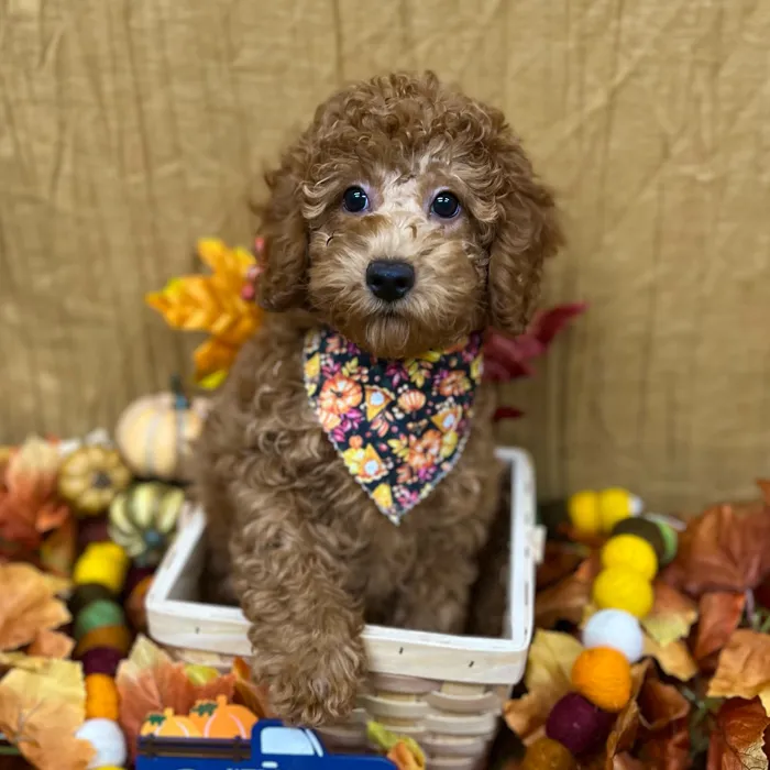 Female Poodle puppy for sale at Petland -  Ft Walton.