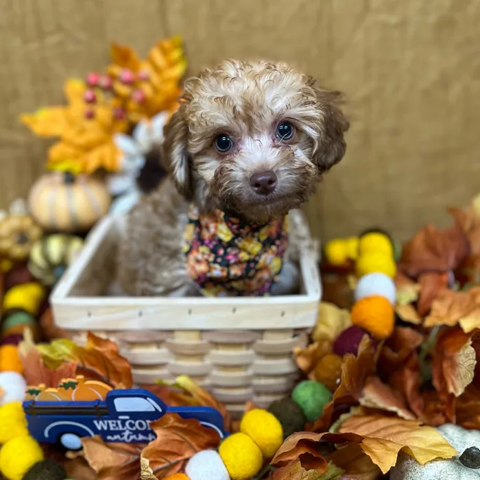 Male Yorkie-Poo puppy for sale at Petland -  Ft Walton.