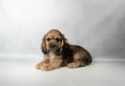 Female Cocker Spaniel puppy for sale at Petland -  Ft Walton.