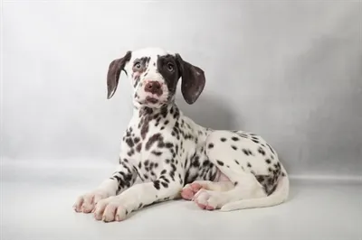 Female Dalmatian puppy for sale at Petland -  Ft Walton.
