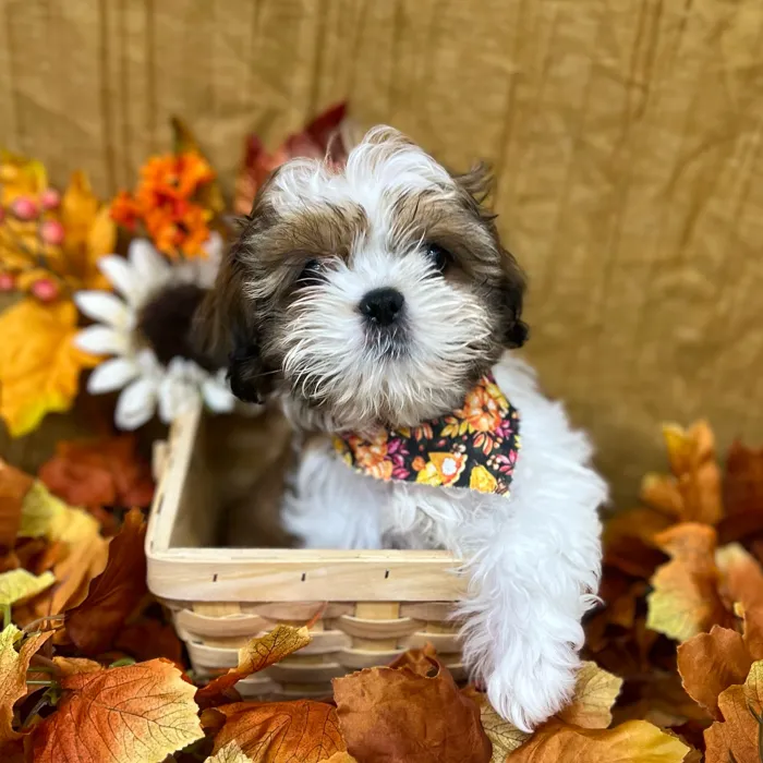 Male Shih Tzu puppy for sale at Petland -  Ft Walton.