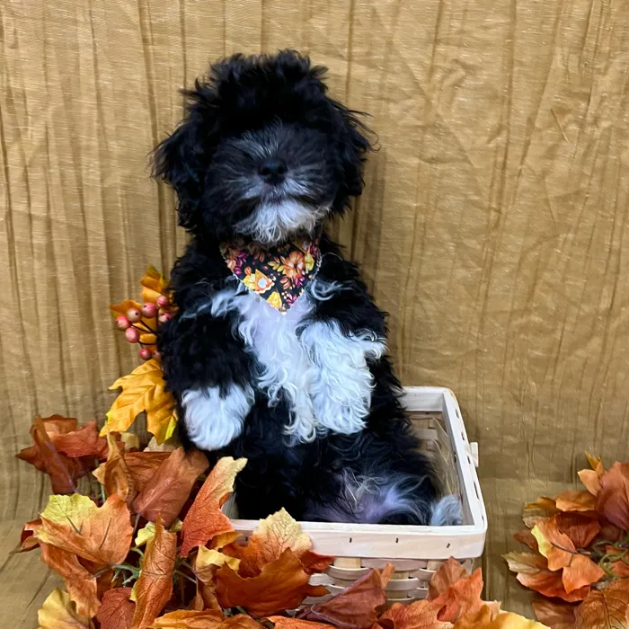 Male Havapoo puppy for sale at Petland -  Ft Walton.