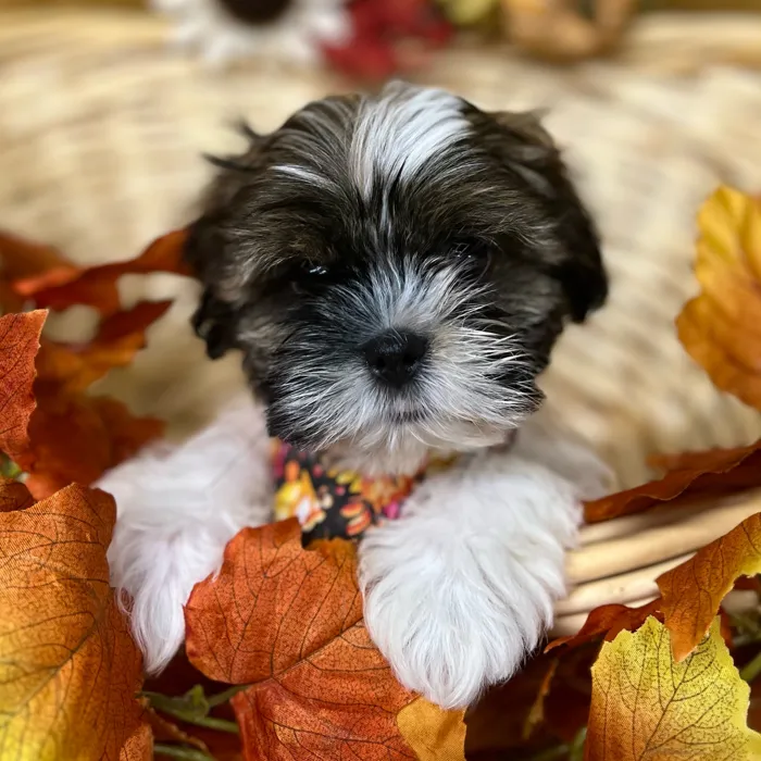 Male Shih Tzu puppy for sale at Petland -  Ft Walton.