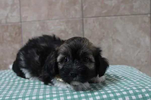Male Havanese puppy for sale at Petland -  Ft Walton.