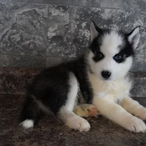 Male Siberian Husky puppy for sale at Petland -  Ft Walton.