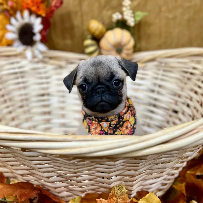 Male Pug puppy for sale at Petland -  Ft Walton.