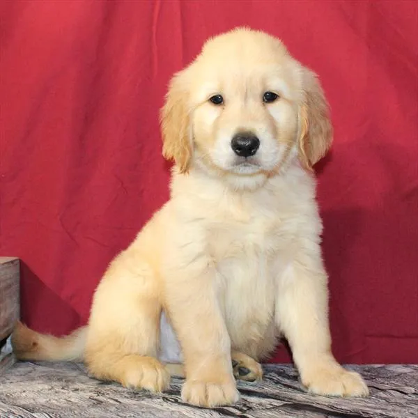 Male Golden Retriever puppy for sale at Petland -  Ft Walton.