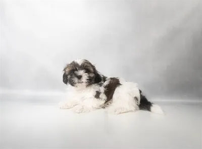 Male Shih Tzu puppy for sale at Petland -  Ft Walton.