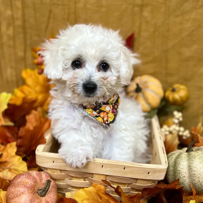 Male Teddy Bear puppy for sale at Petland -  Ft Walton.