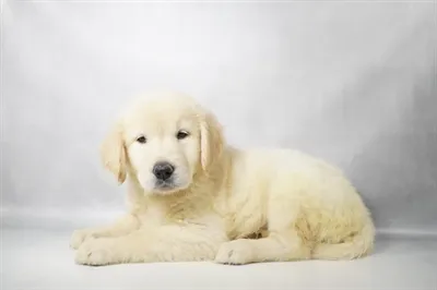 Female Golden Retriever puppy for sale at Petland -  Ft Walton.