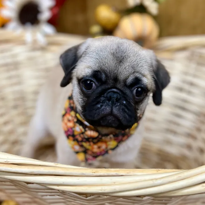 Female Pug puppy for sale at Petland -  Ft Walton.