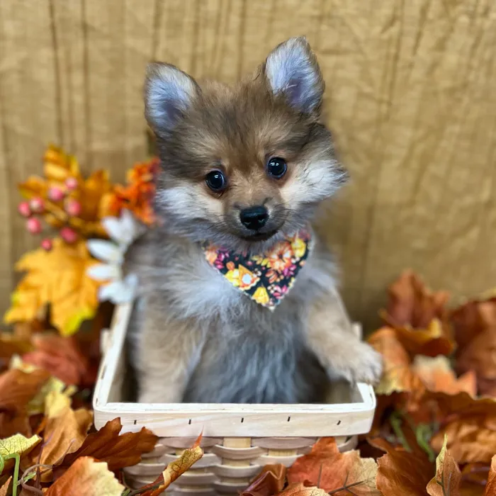 Male Pomeranian puppy for sale at Petland -  Ft Walton.