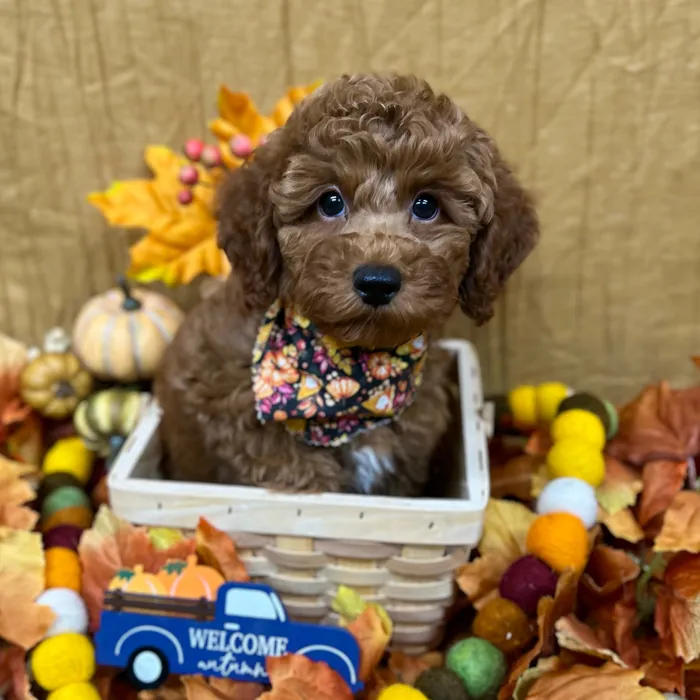 Male Poodle puppy for sale at Petland -  Ft Walton.