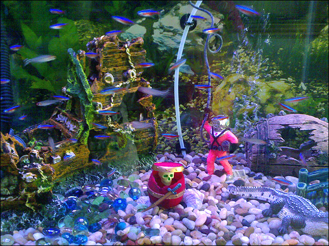 aquarium decoration