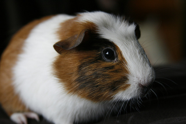buy hamsters in Knoxville