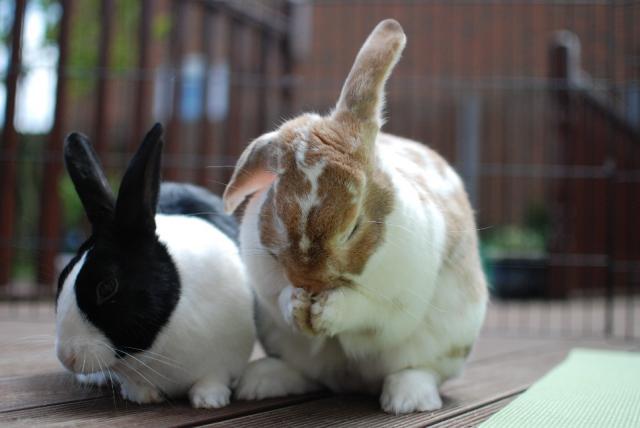 rabbits