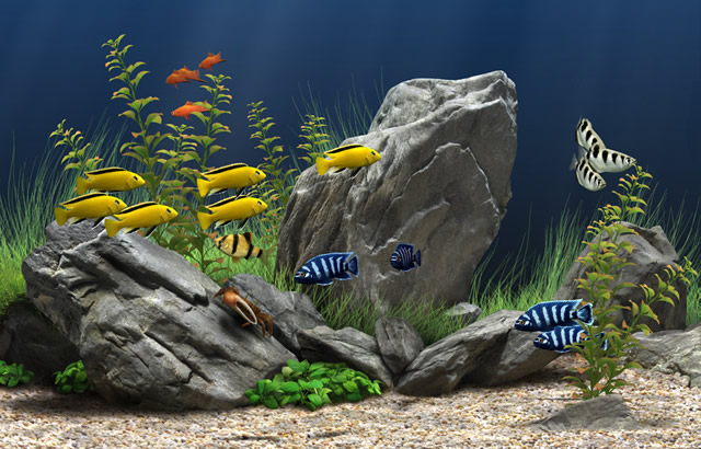 saltwater aquarium