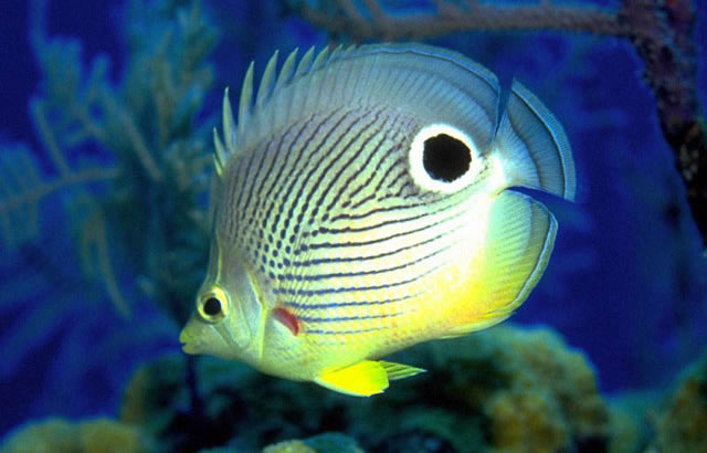 saltwater fish
