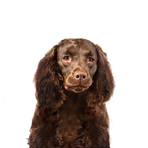 American Water Spaniel