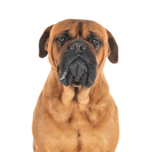 Bullmastiff