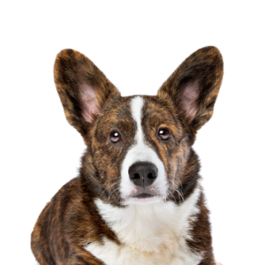 Cardigan Welsh Corgi