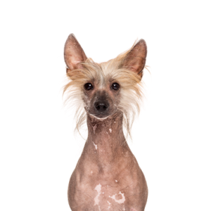 Chinese Crested