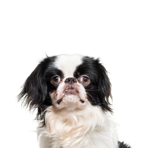 Japanese Chin