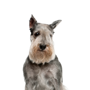 Standard Schnauzer