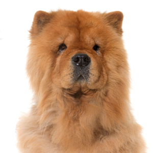 Chow Chow