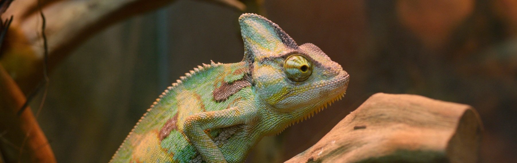 Pet Store Banner