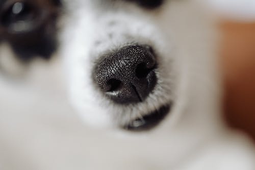 Pet Store Banner