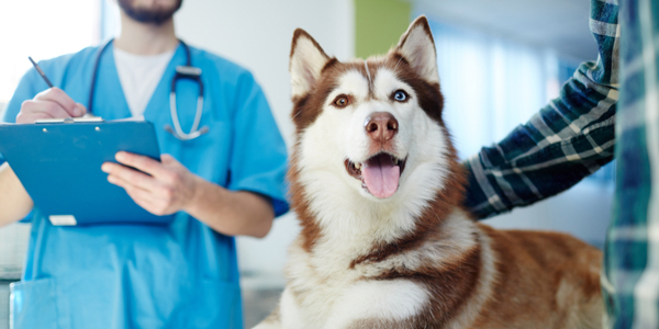 Pet Store Banner