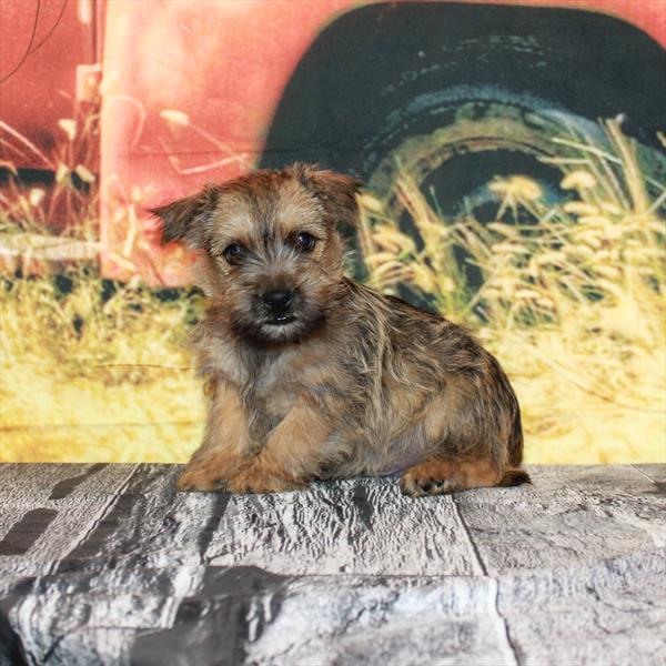 Cairn Terrier-DOG-Male-Wheaten-4826-Petland Fort Walton Beach, FL