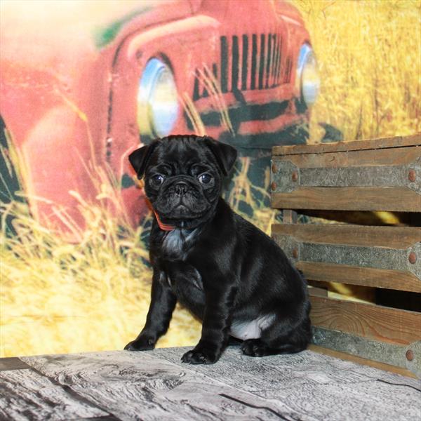 Pug-DOG-Female-Black-4827-Petland Fort Walton Beach, FL