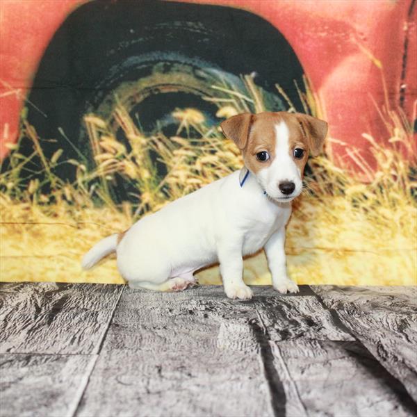 Jack Russell Terrier-DOG-Male-White / Red-4828-Petland Fort Walton Beach, FL