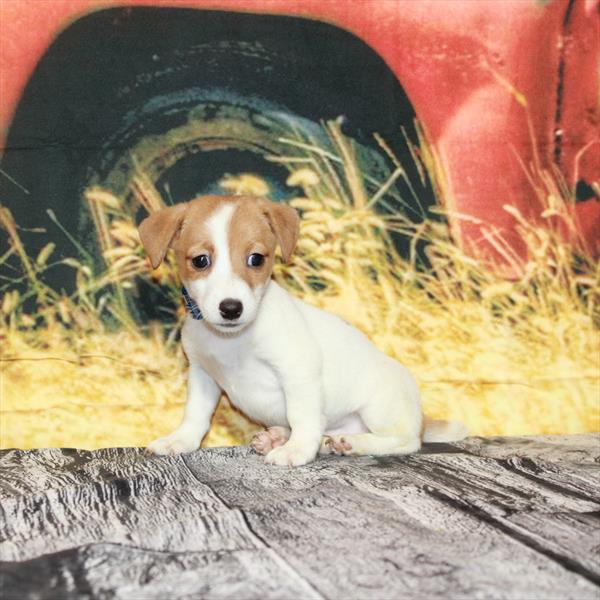 Jack Russell Terrier-DOG-Female-White / Red-4829-Petland Fort Walton Beach, FL