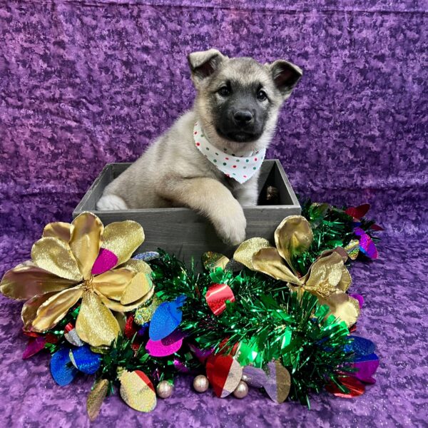 Norwegian Elkhound-DOG-Male-Silver / Grey / Black-4838-Petland Fort Walton Beach, FL